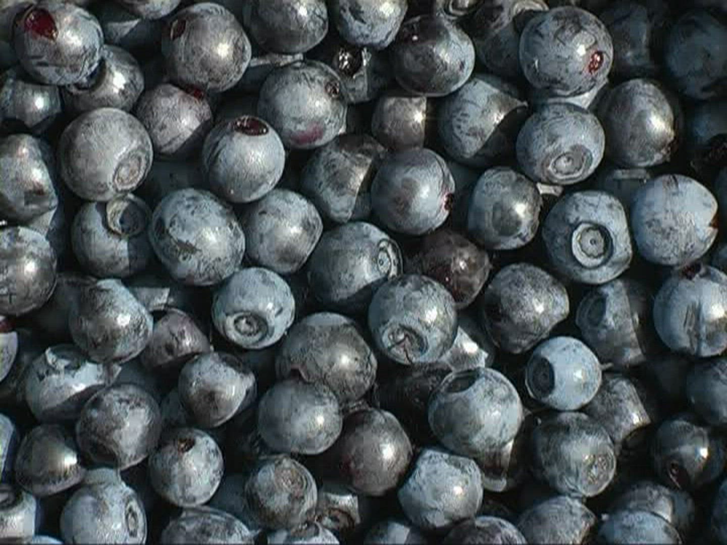 750024639 / Blue Berry / Germany