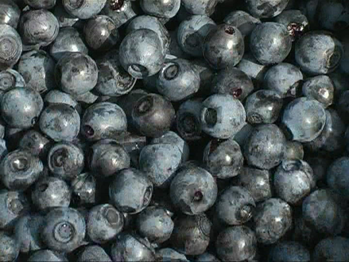 880749155 / Blue Berry / Germany
