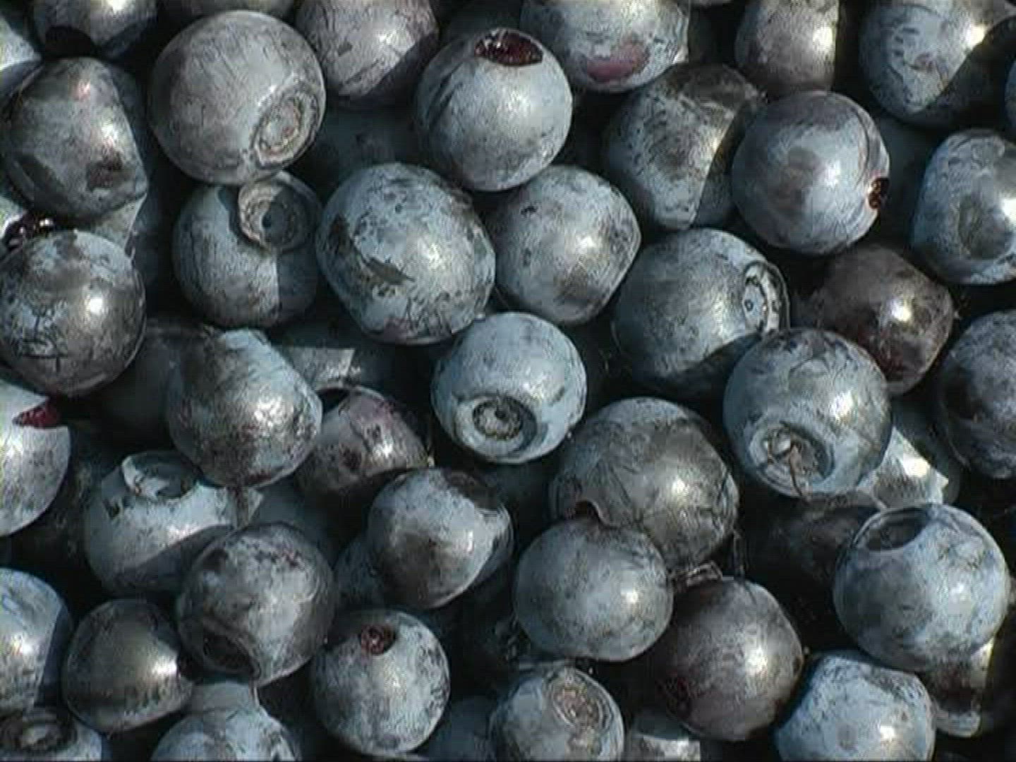 754715576 / Blue Berry / Germany