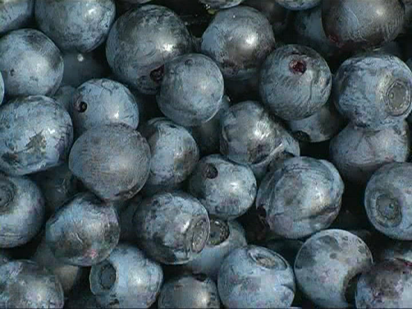 429314140 / Blue Berry / Germany