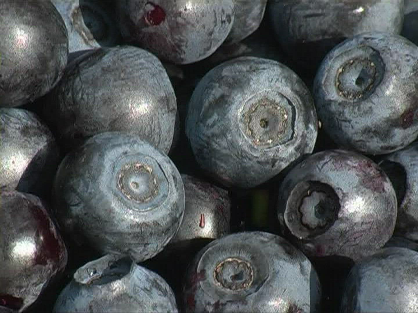 218782603 / Blue Berry / Germany