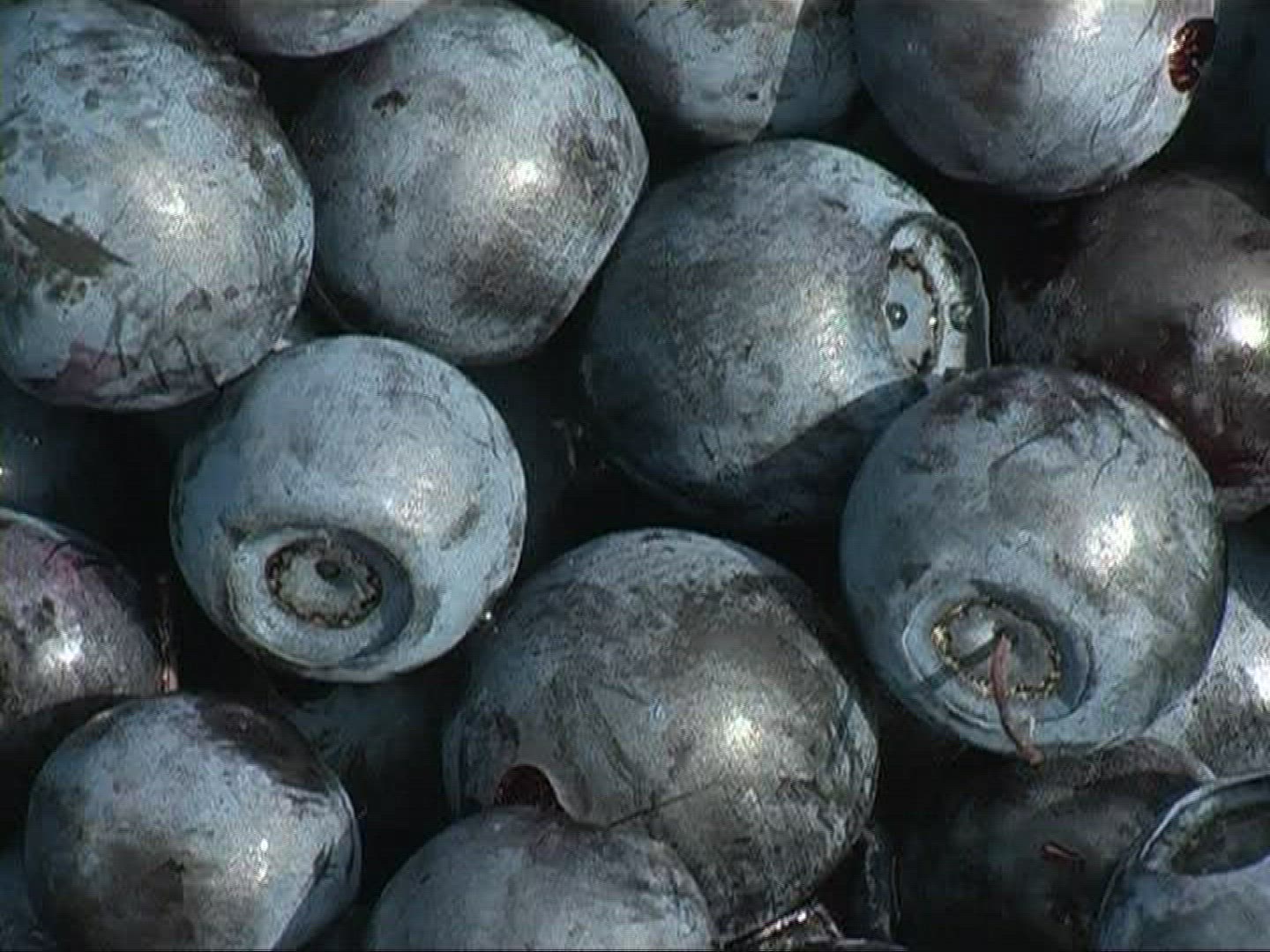 454817045 / Blue Berry / Germany
