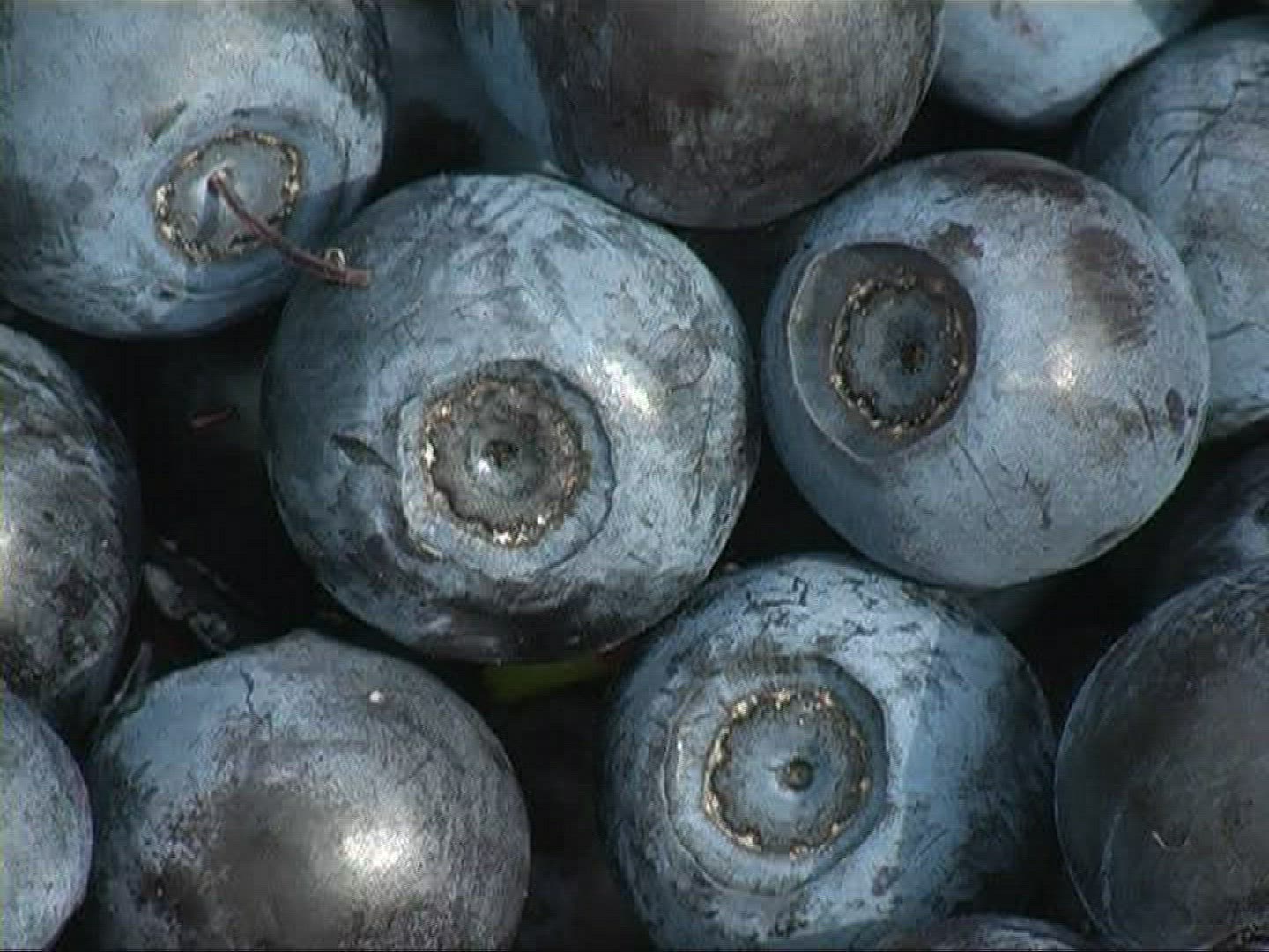 489251851 / Blue Berry / Germany