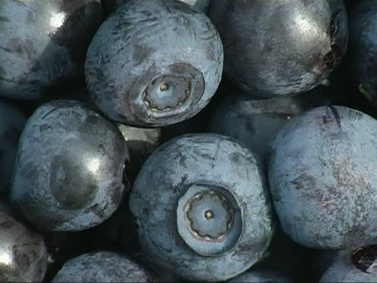458119864 / Blue Berry / Germany