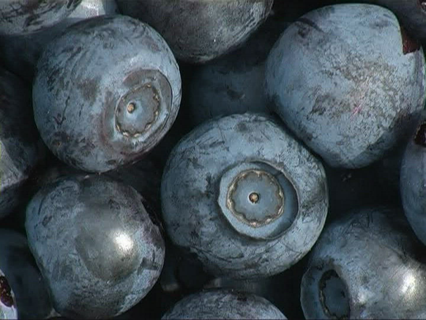 408004286 / Blue Berry / Germany