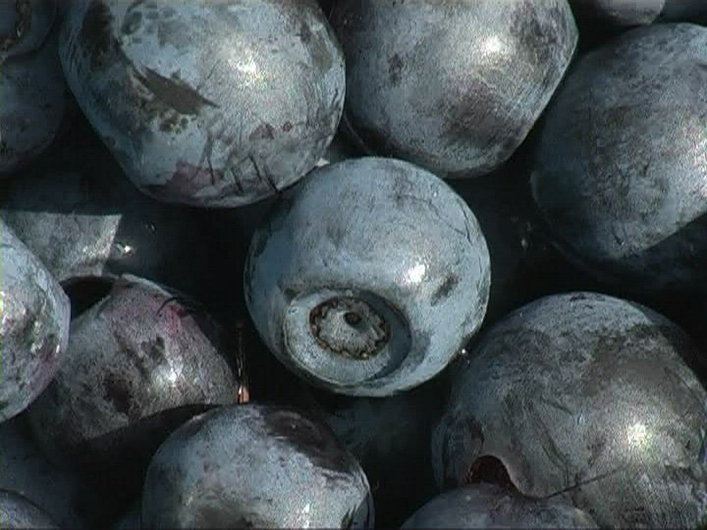 592972717 / Blue Berry / Germany