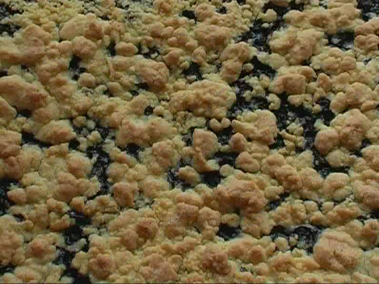 742351744 / Blueberry Cake / Germany