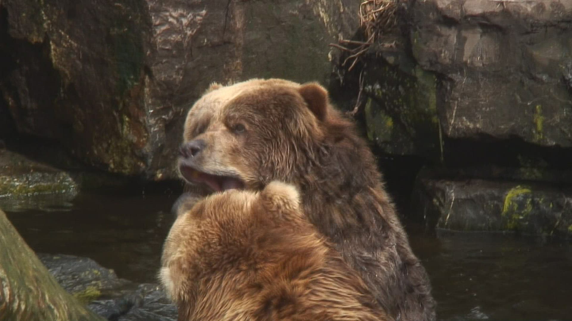 822649460 / Kodiak Bear / Zoo Emmen / Netherlands