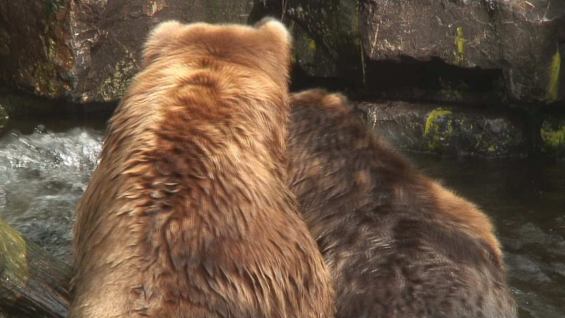 761785618 / Kodiak Bear / Zoo Emmen / Netherlands