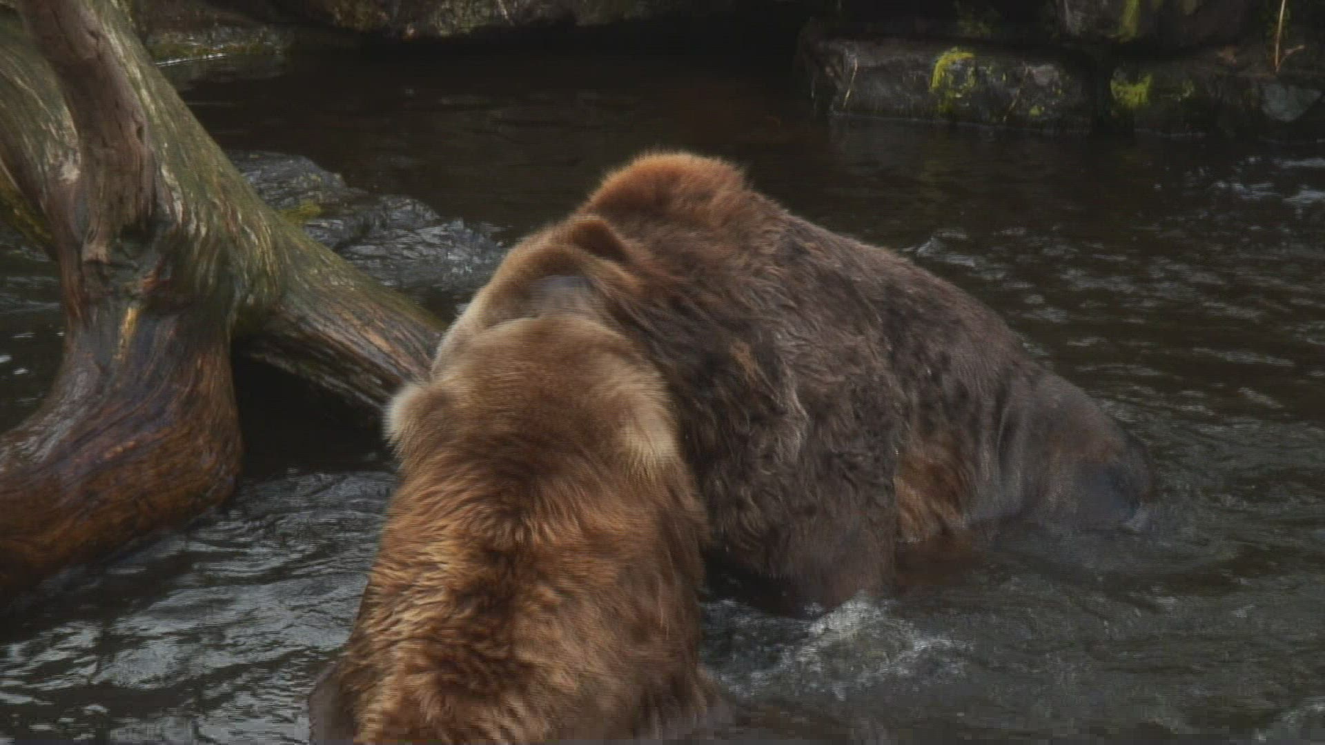 997445853 / Kodiak Bear / Zoo Emmen / Netherlands