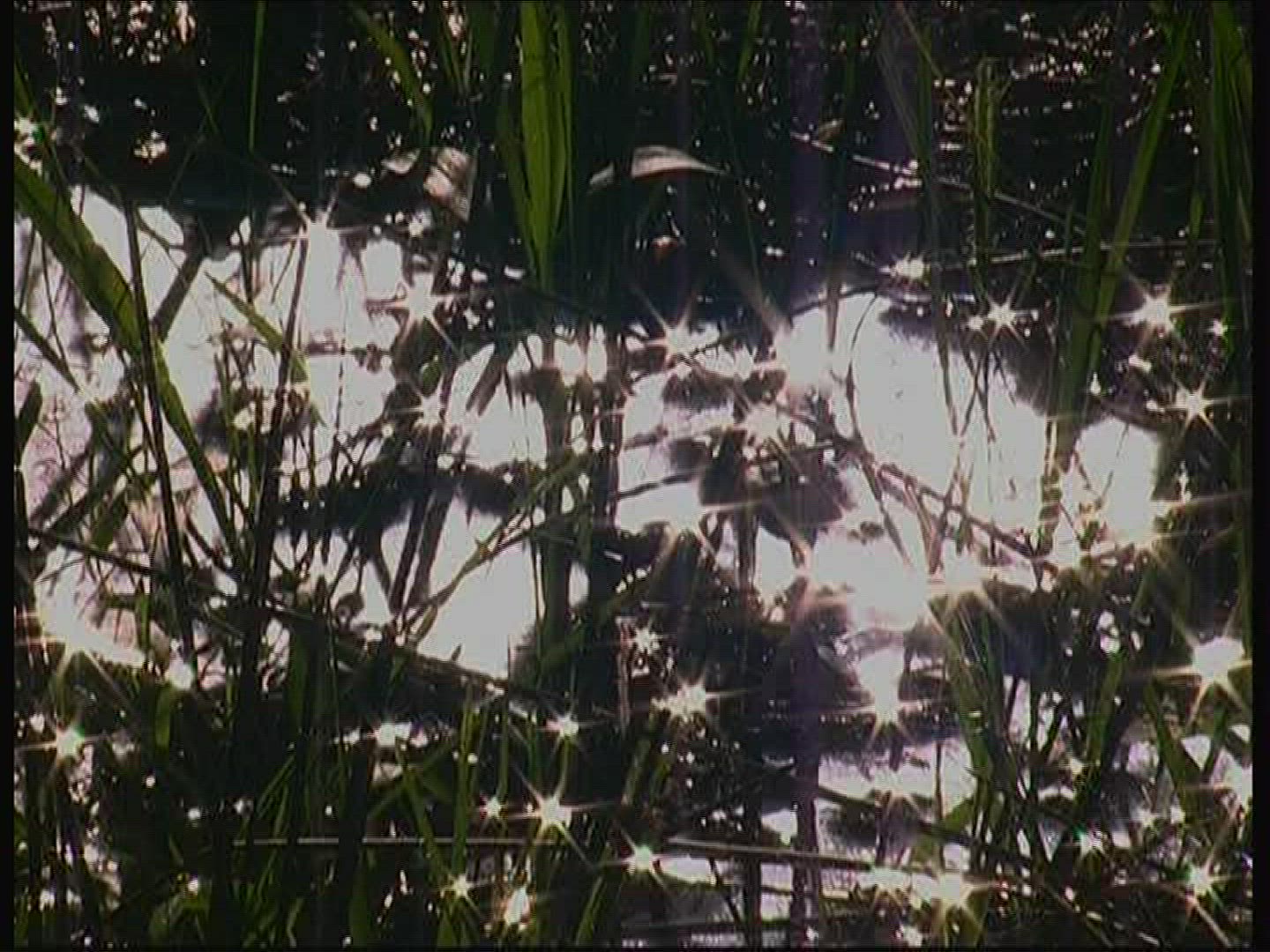 501918559 / Lake / Water Surface / Twinkling / Germany