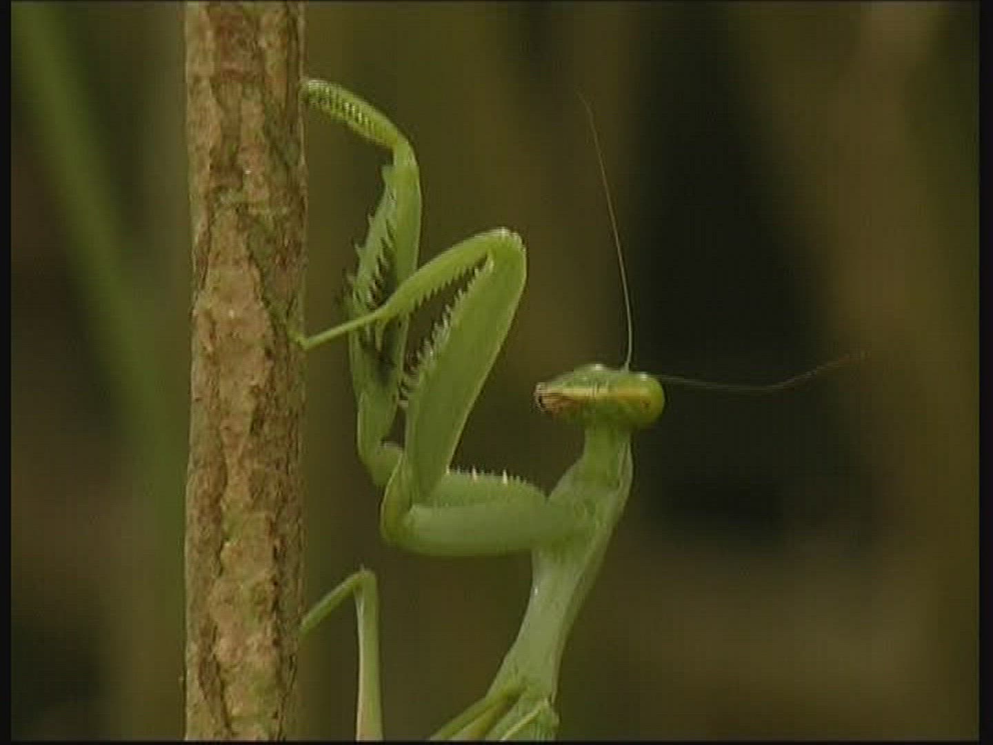 632211994 / Praying Mantis / Branch