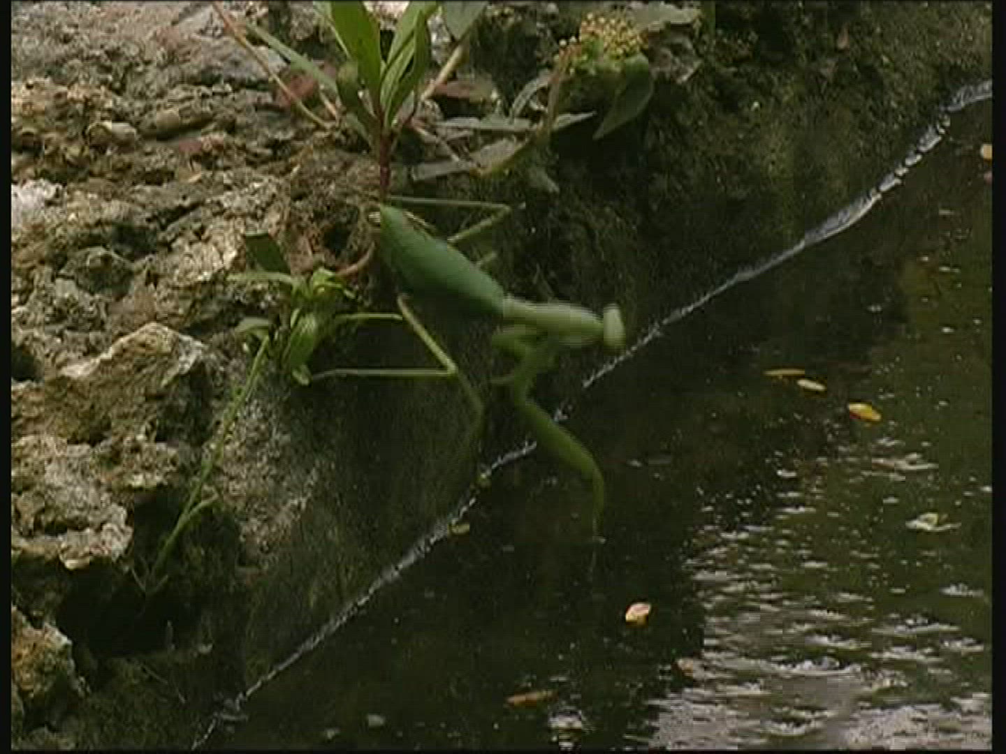 988734106 / Praying Mantis / Waterside / Swimming