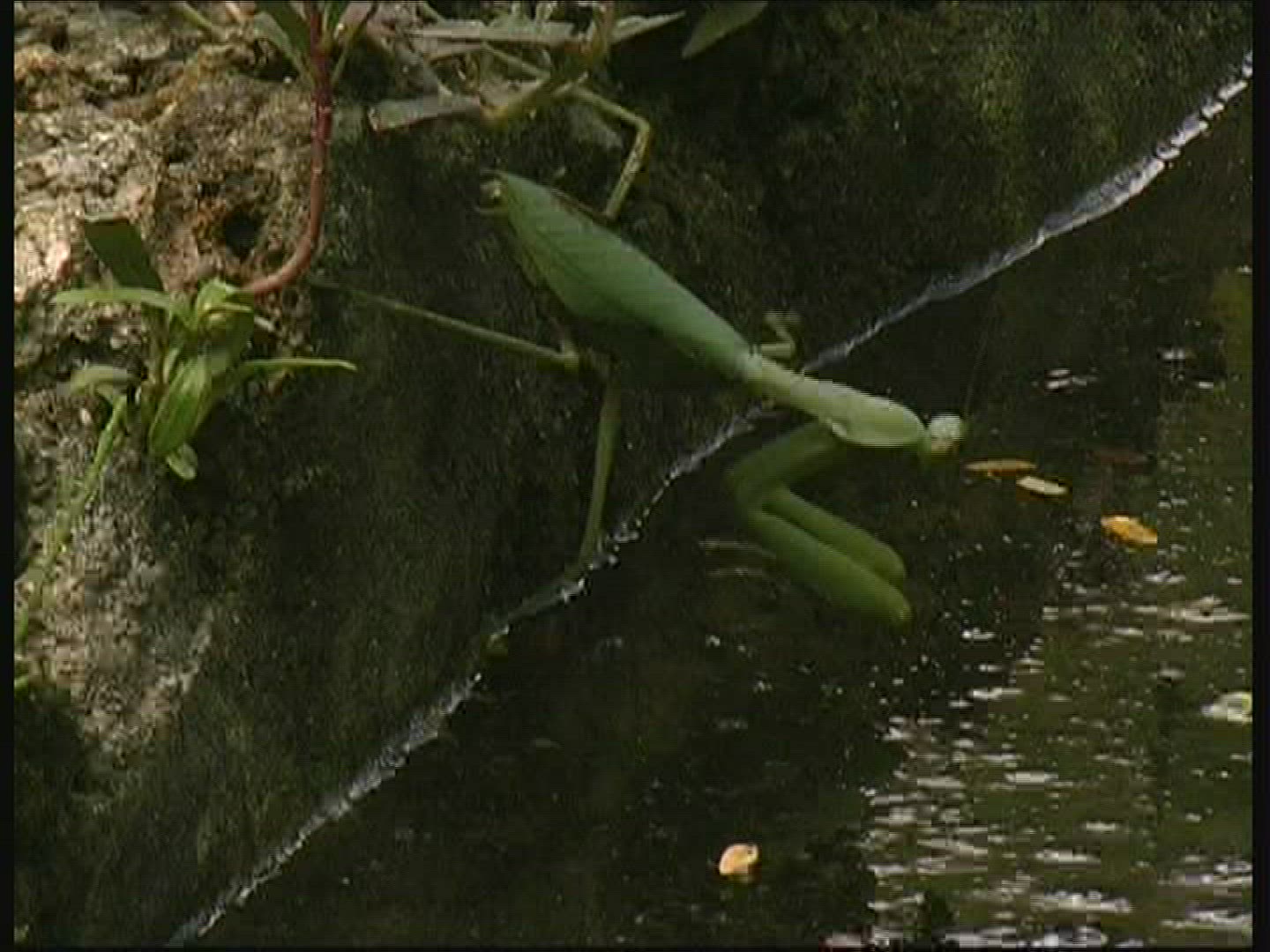 309876596 / Praying Mantis / Waterside / Swimming