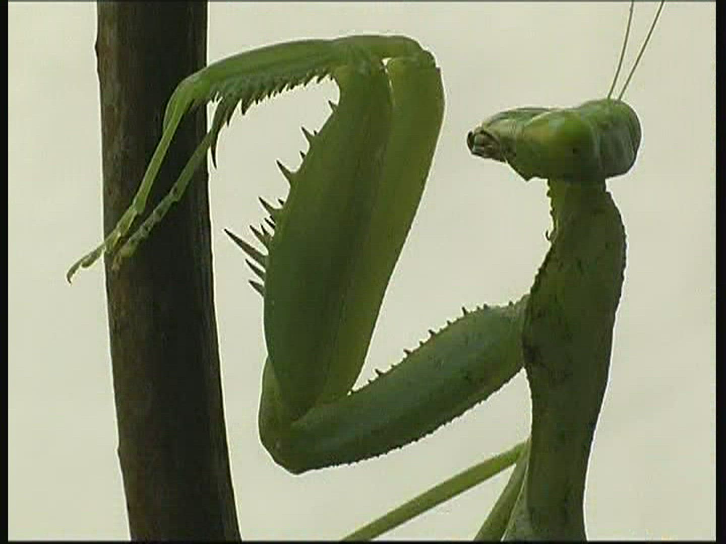 551431563 / Praying Mantis / Branch