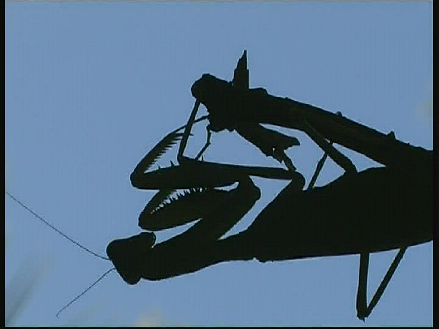 982927863 / Praying Mantis / Branch