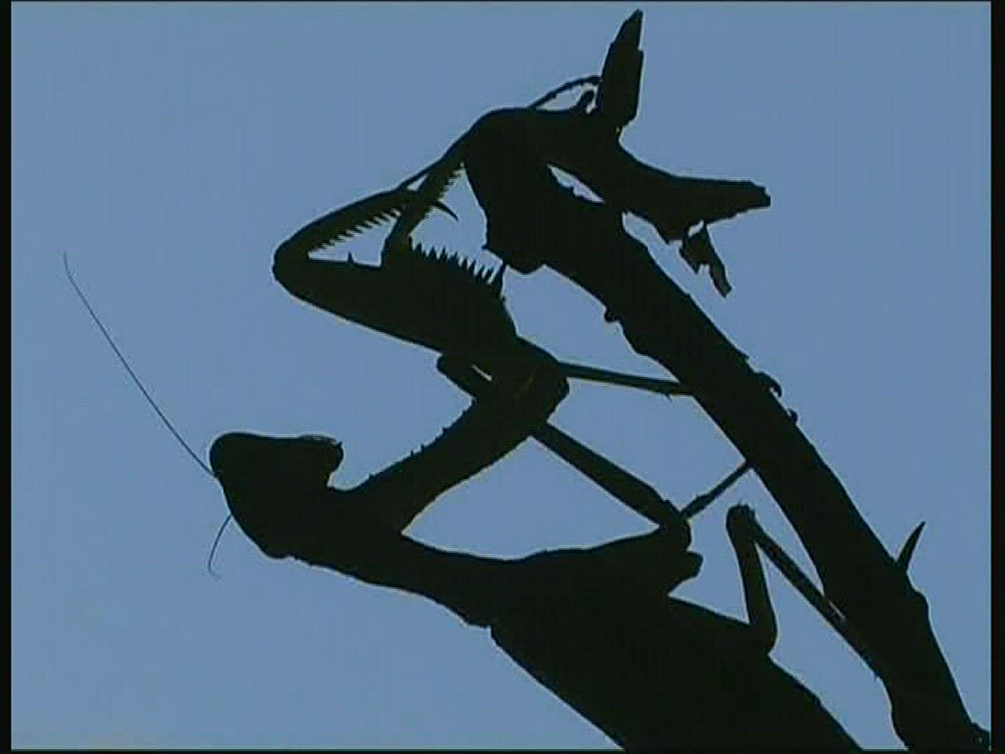 512654567 / Praying Mantis / Branch