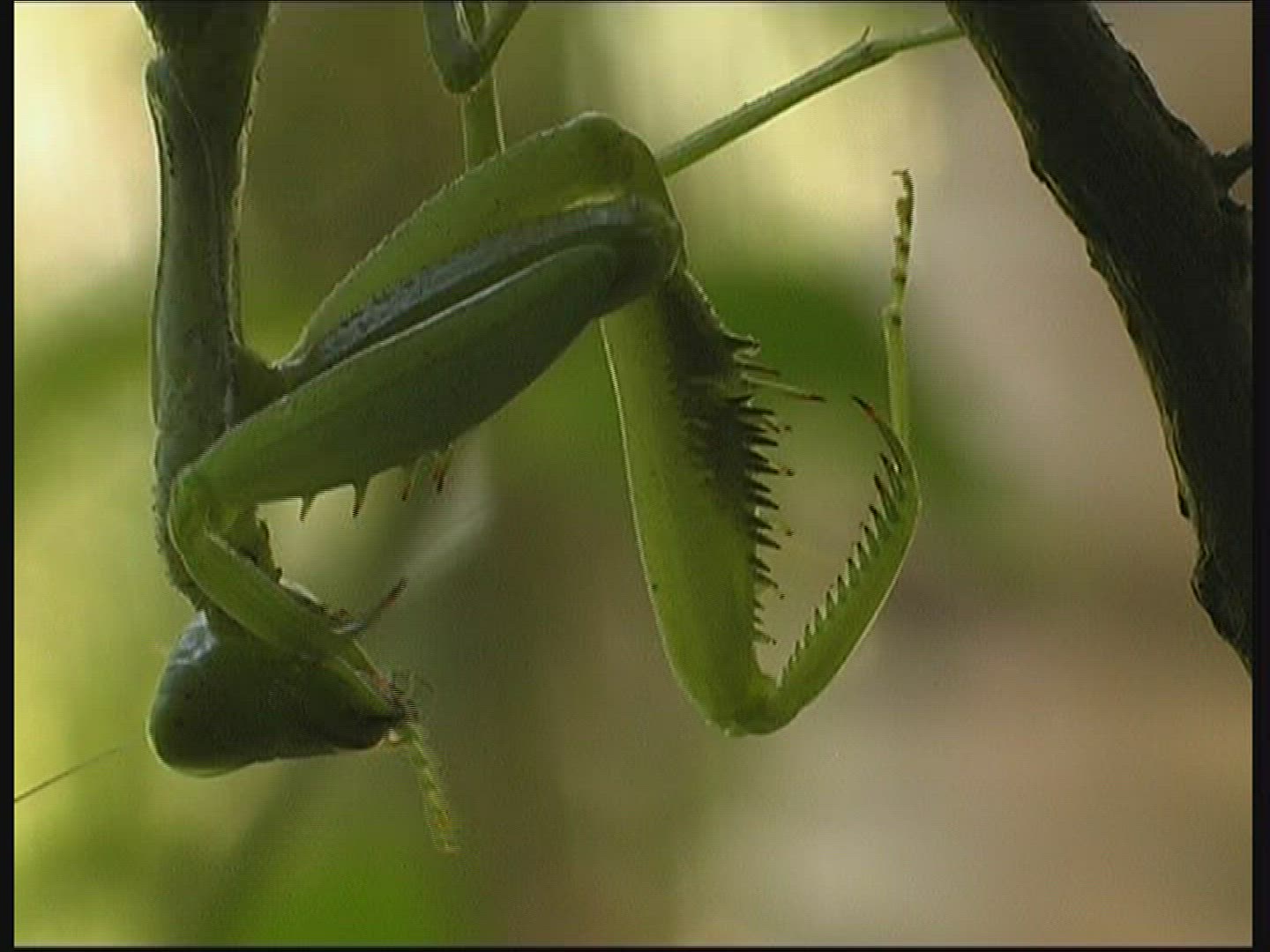 182714333 / Praying Mantis / Cleansing