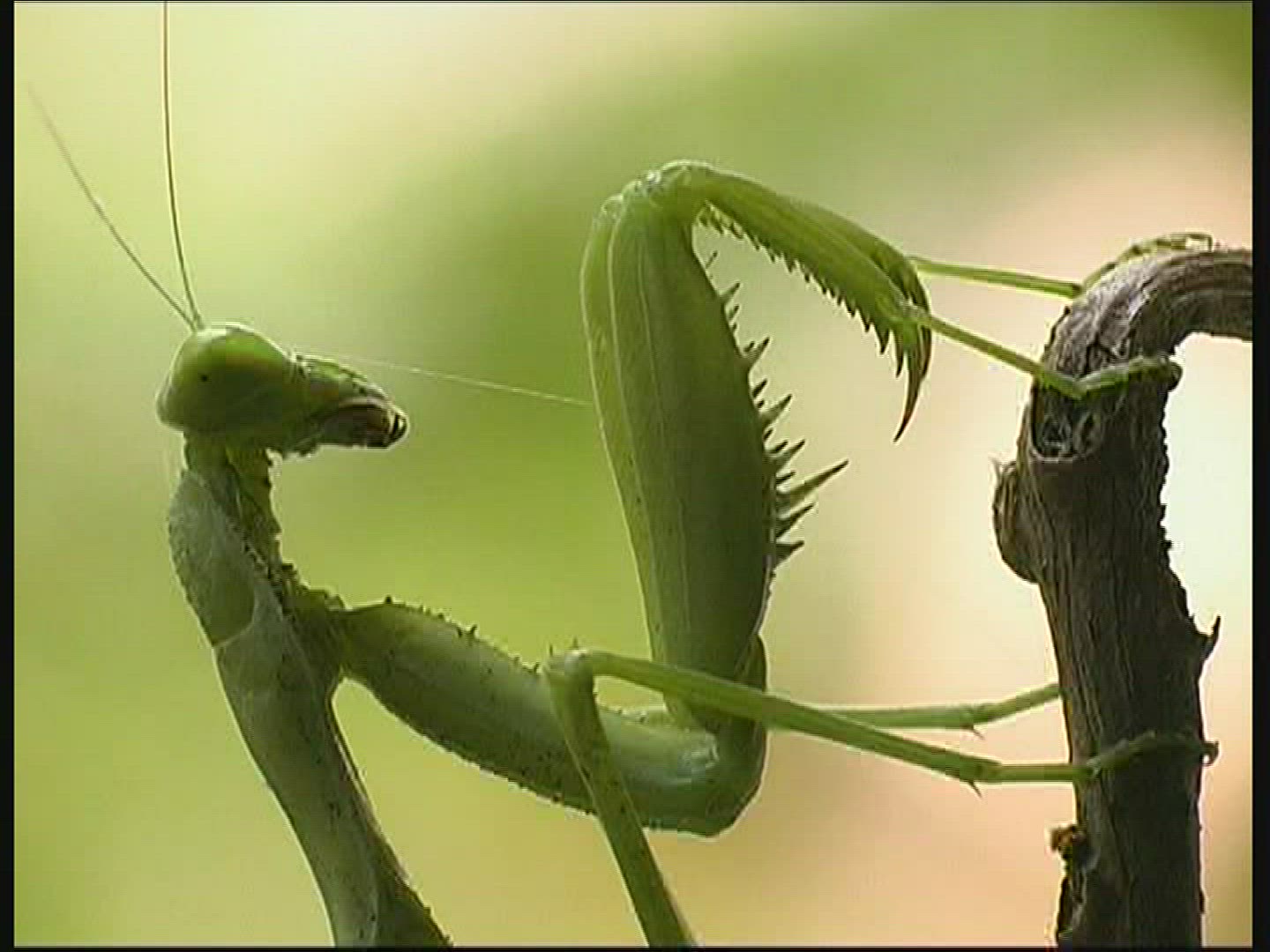 592825943 / Praying Mantis / Branch