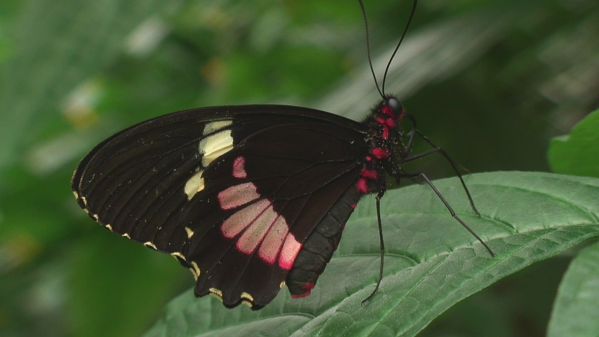 823032389 / Butterfly / Zoo Emmen / Netherlands
