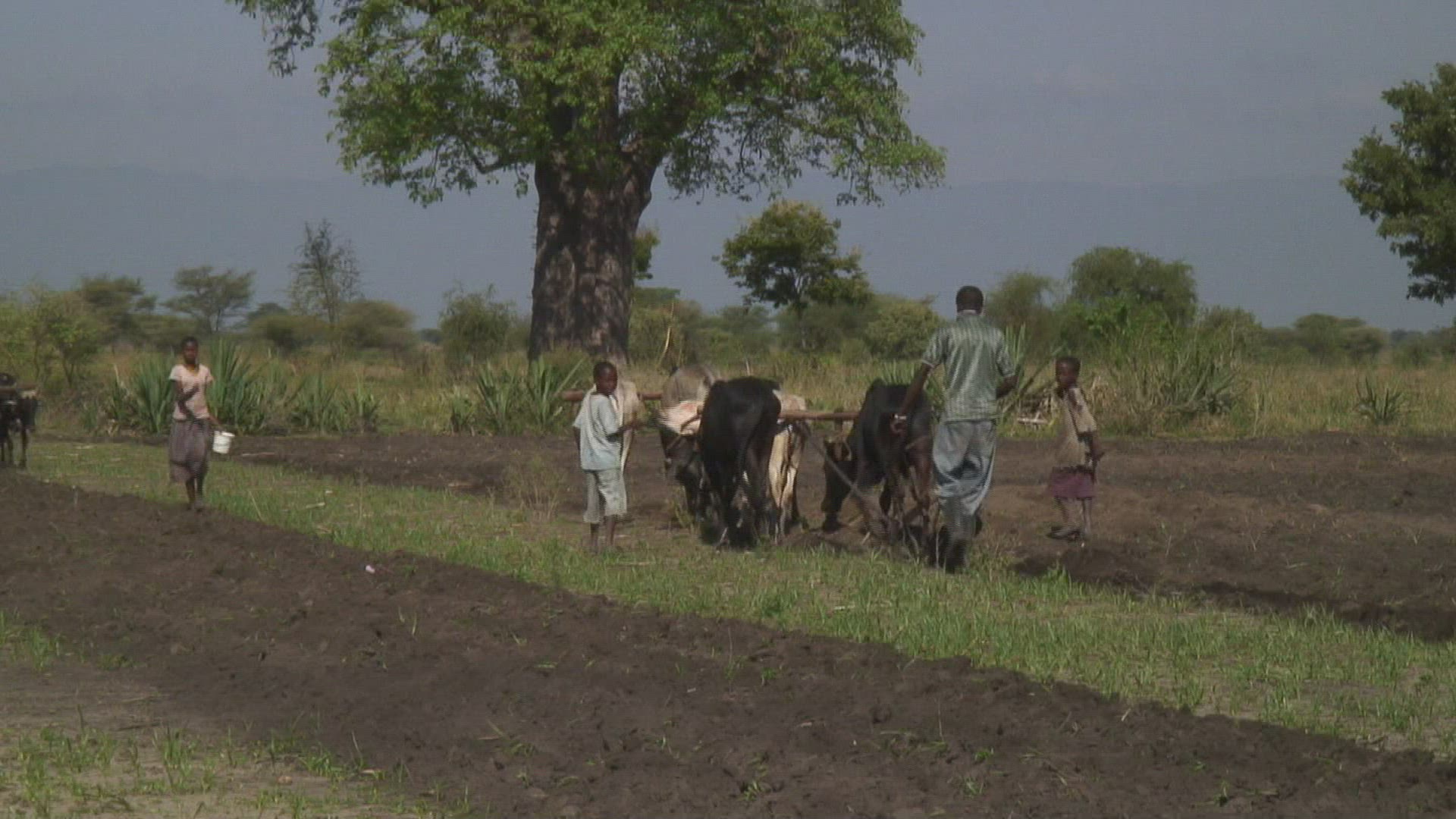 528197918 / Agriculture / Plowing / Harnessed Team / Tanzania