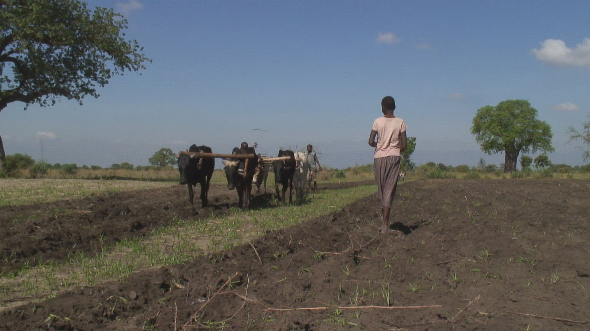 159438793 / Agriculture / Plowing / Harnessed Team / Tanzania