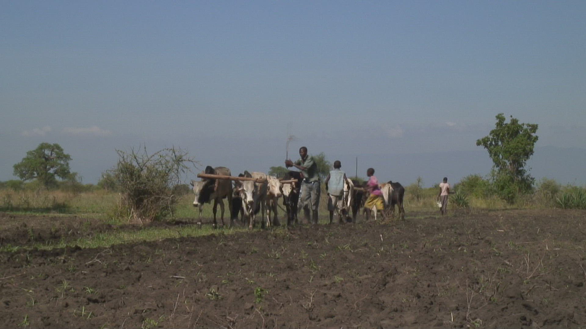 336514185 / Agriculture / Plowing / Harnessed Team / Tanzania