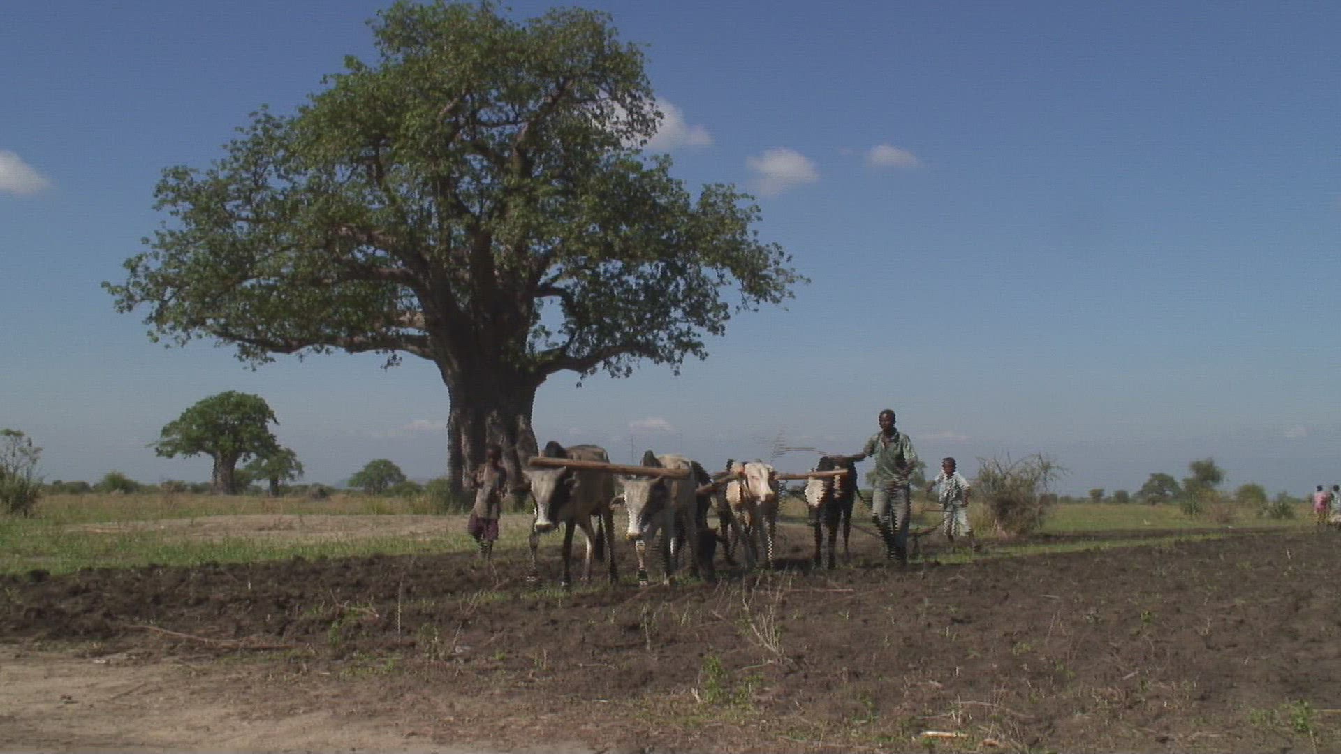 566441980 / Agriculture / Plowing / Harnessed Team / Tanzania