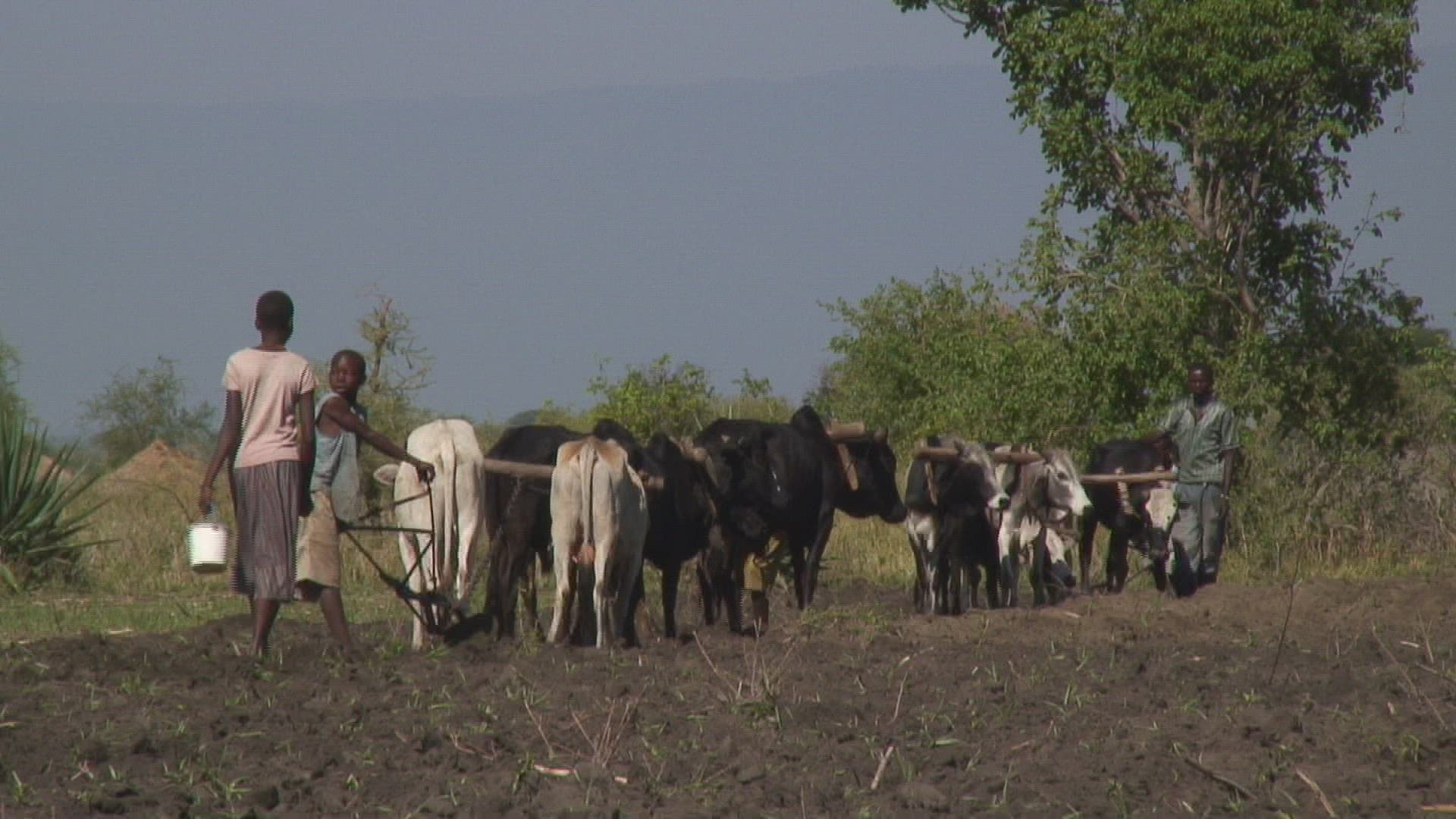 487076924 / Agriculture / Plowing / Harnessed Team / Tanzania
