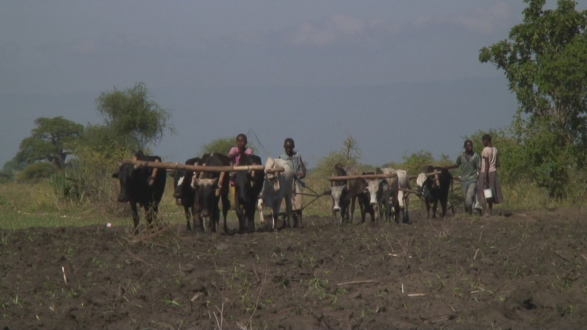 957206707 / Agriculture / Plowing / Harnessed Team / Tanzania