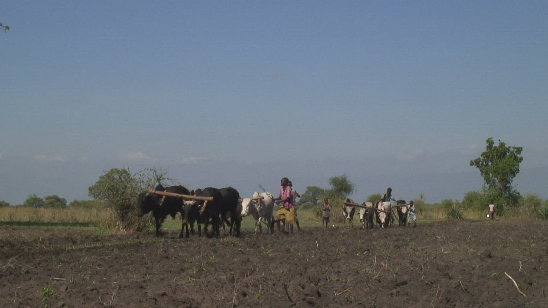 861525814 / Agriculture / Plowing / Harnessed Team / Tanzania