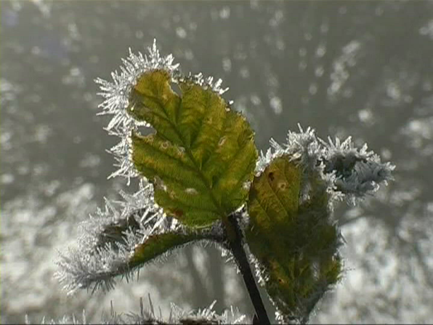 453895235 / Bramble Bush / Germany
