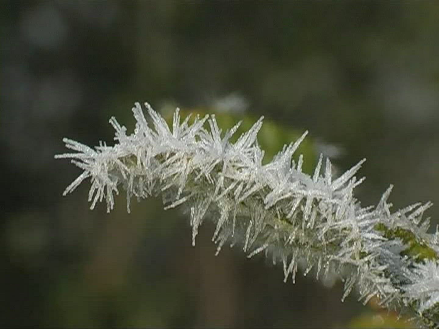 661982083 / Bramble Bush / Germany