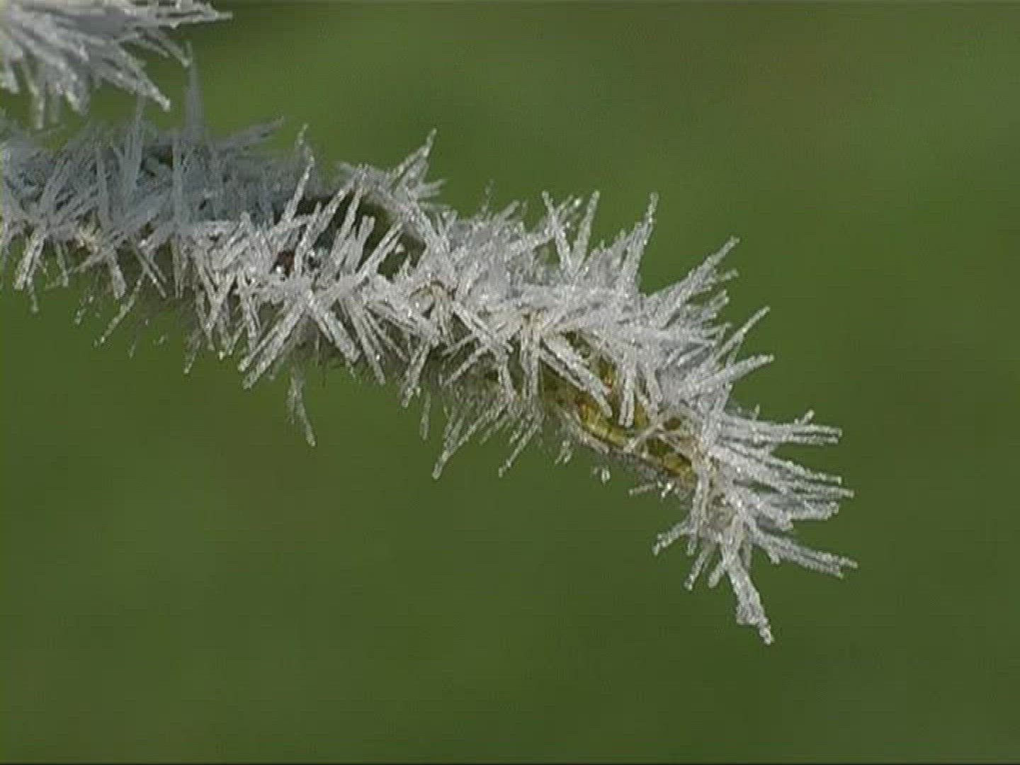 904850736 / Bramble Bush / Germany