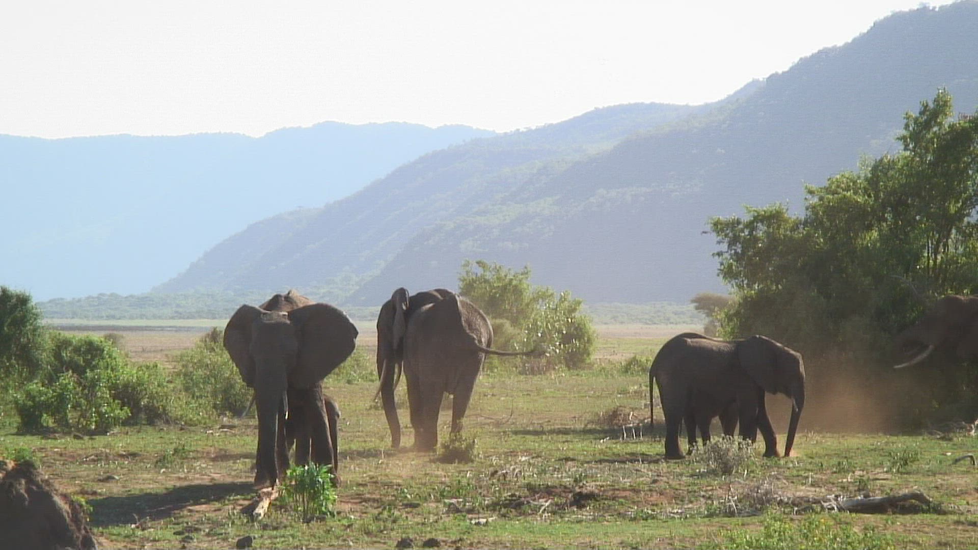 496399119 / African Elephant / Savannah / Tanzania