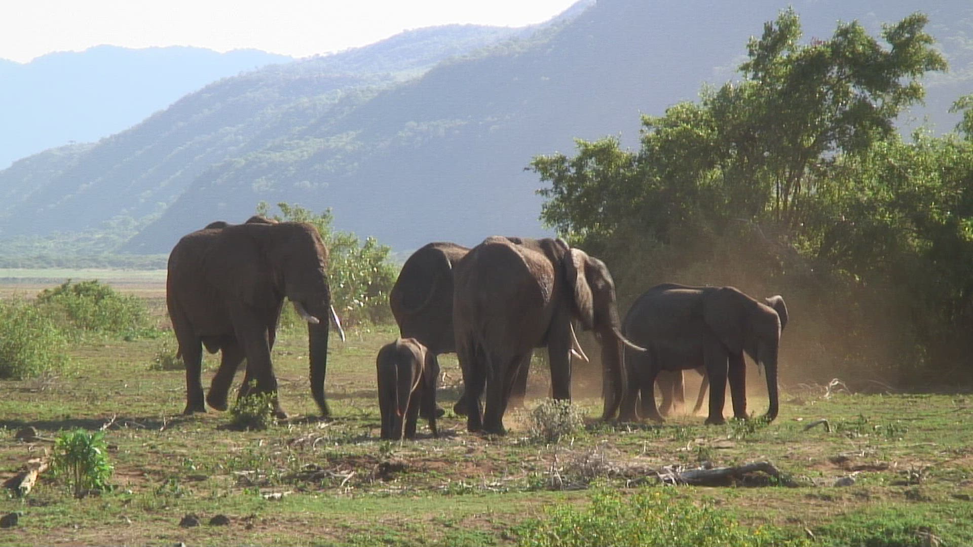 353002375 / African Elephant / Savannah / Tanzania