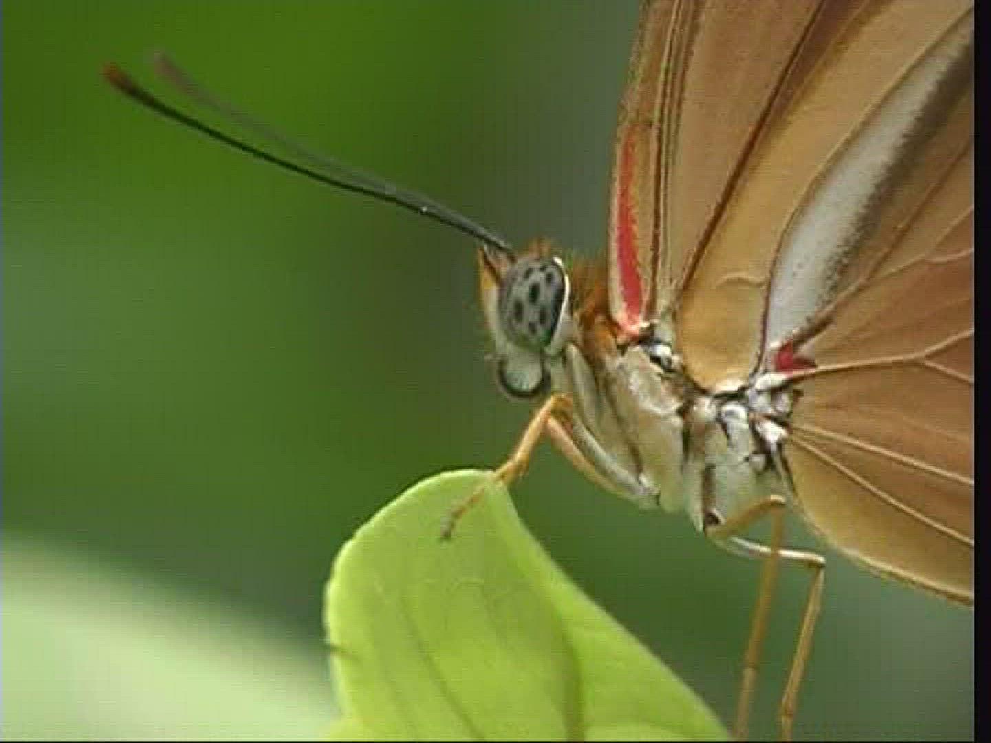372355709 / Heliconius Butterfly / Butterfly