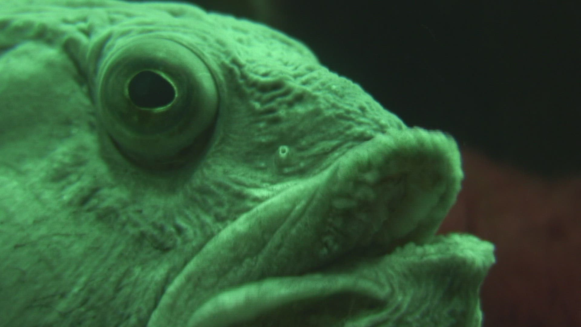 511085090 / Sea Wolf / Aquarium / Germany