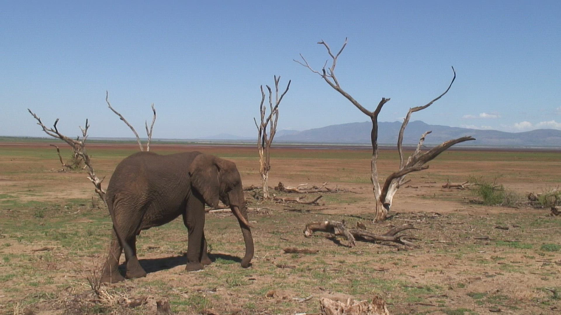 547820241 / African Elephant / Savannah / Tanzania