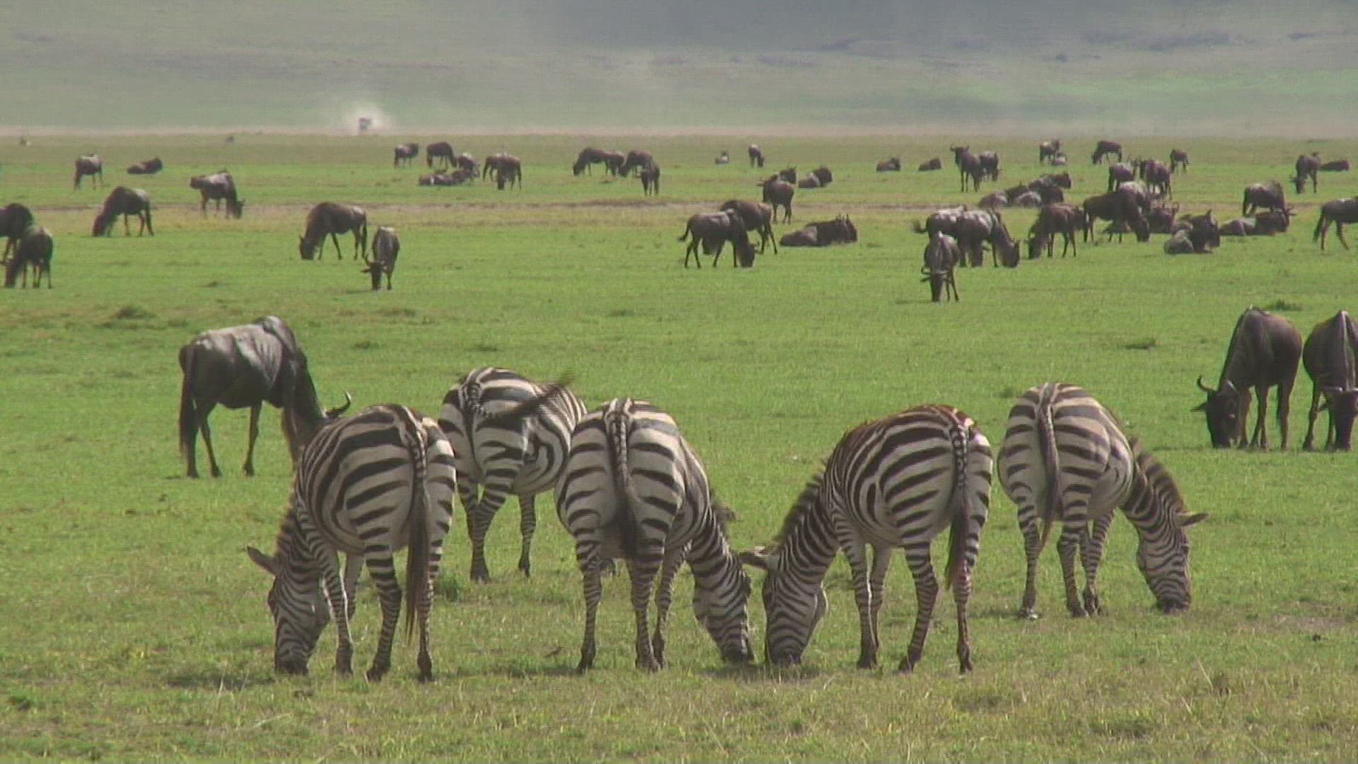 552458008 / Zebra / Herd / Ngorongoro / Tanzania