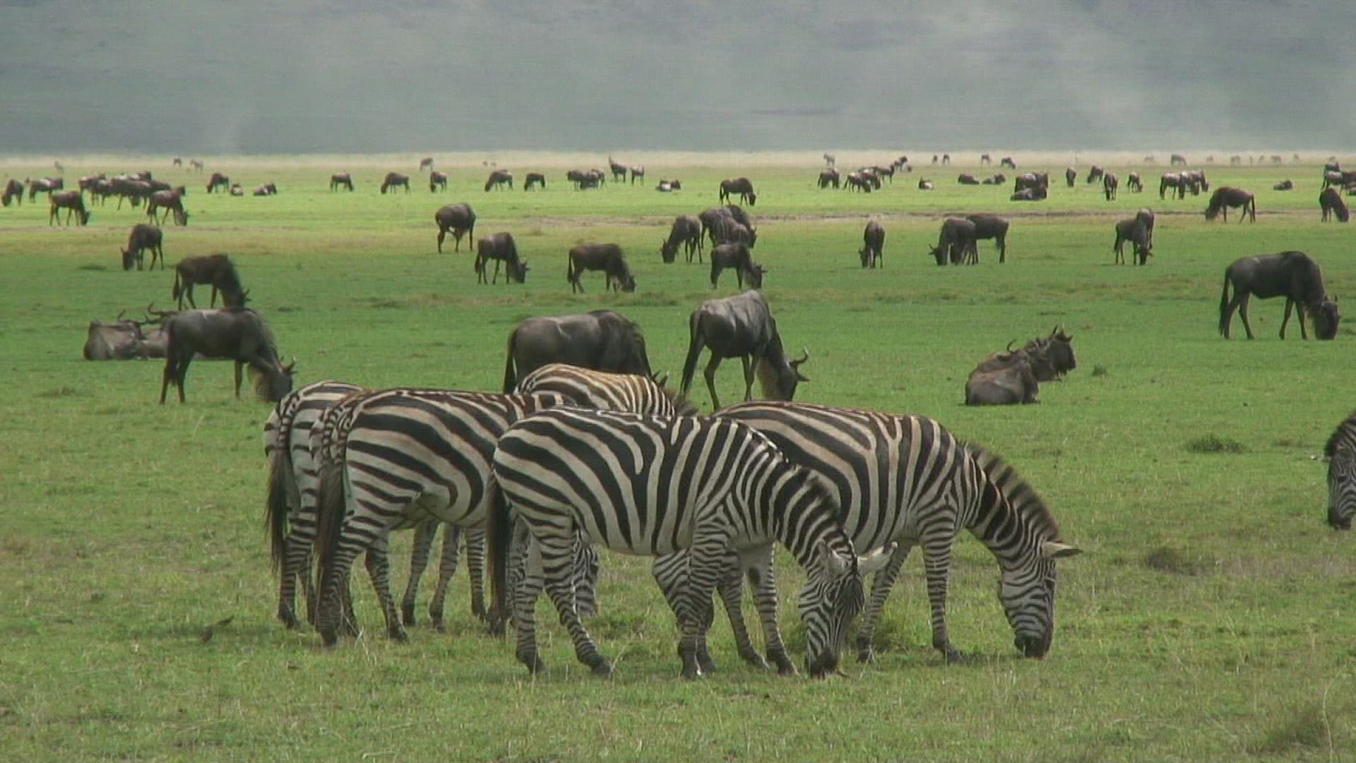 296521770 / Zebra / Herd / Ngorongoro / Tanzania