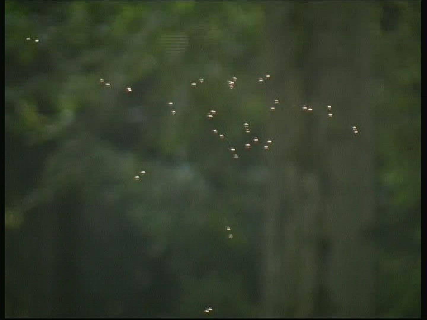 192512706 / Midge / Swarm of Insects / Flying