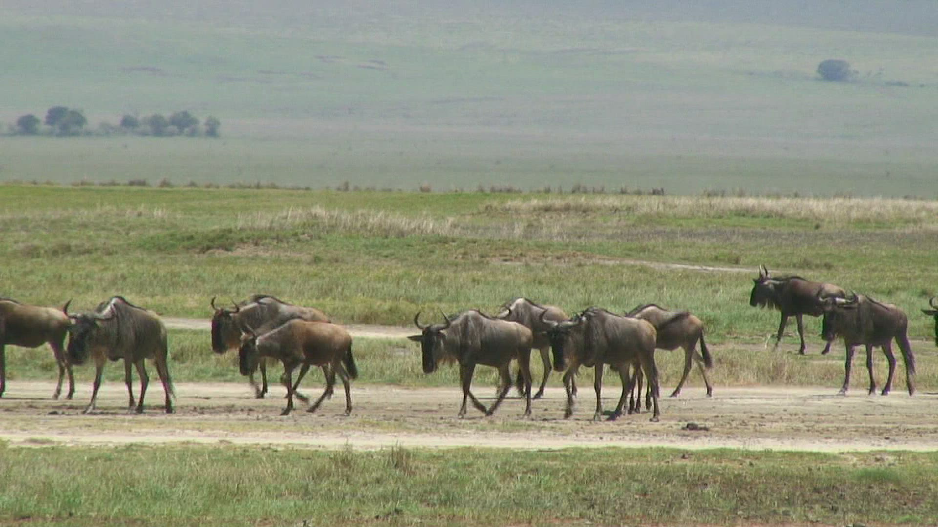 843009632 / Blue Wildebeest / Ngorongoro / Tanzania