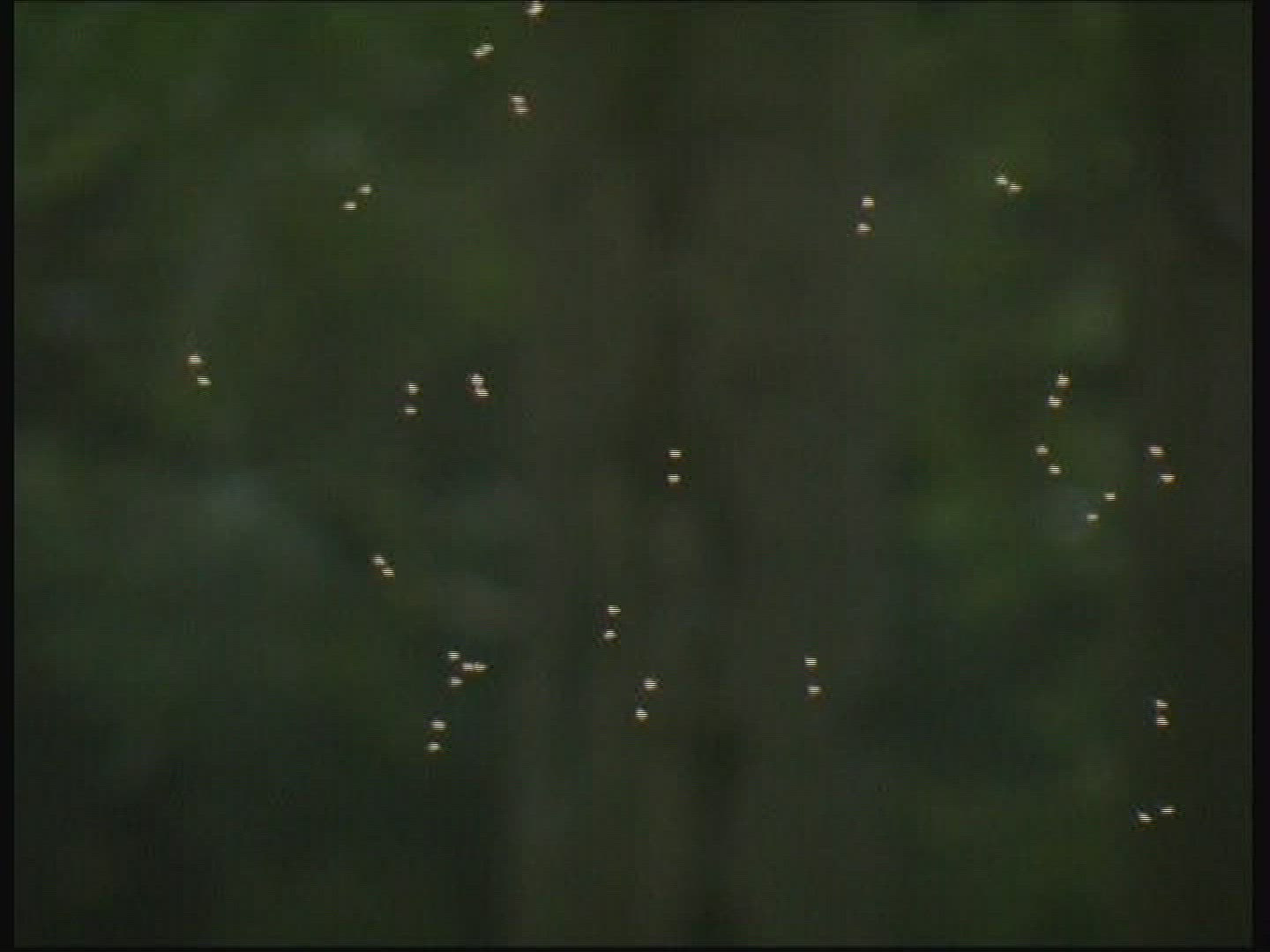 515739733 / Midge / Swarm of Insects / Flying