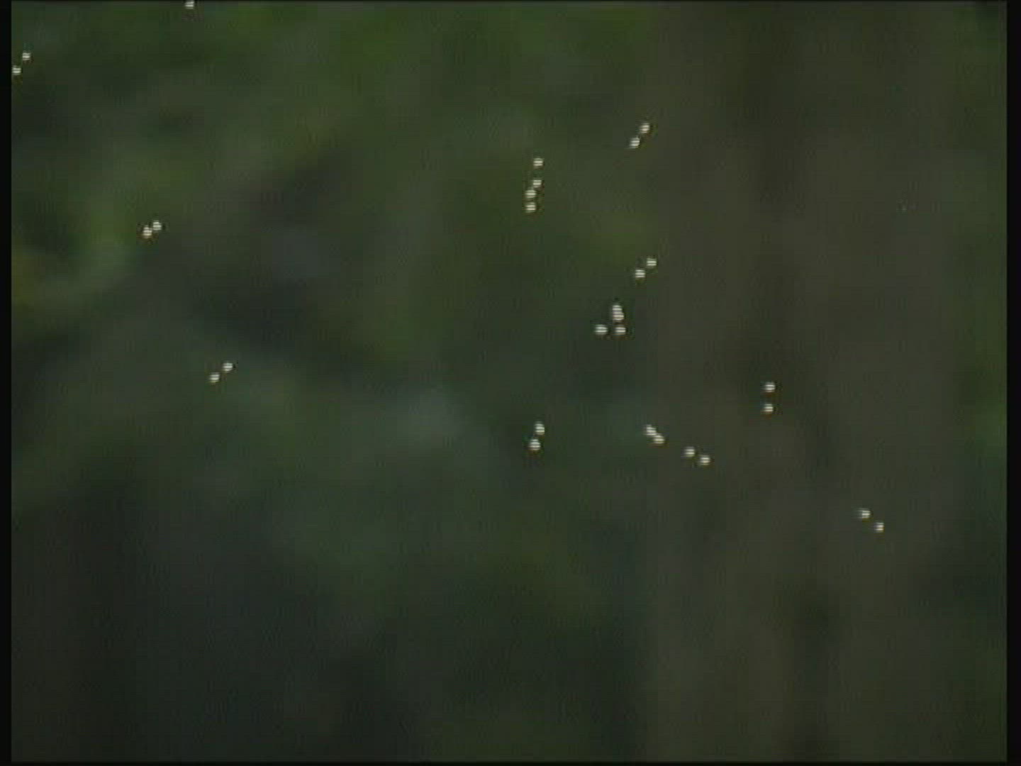 318894199 / Midge / Swarm of Insects / Flying