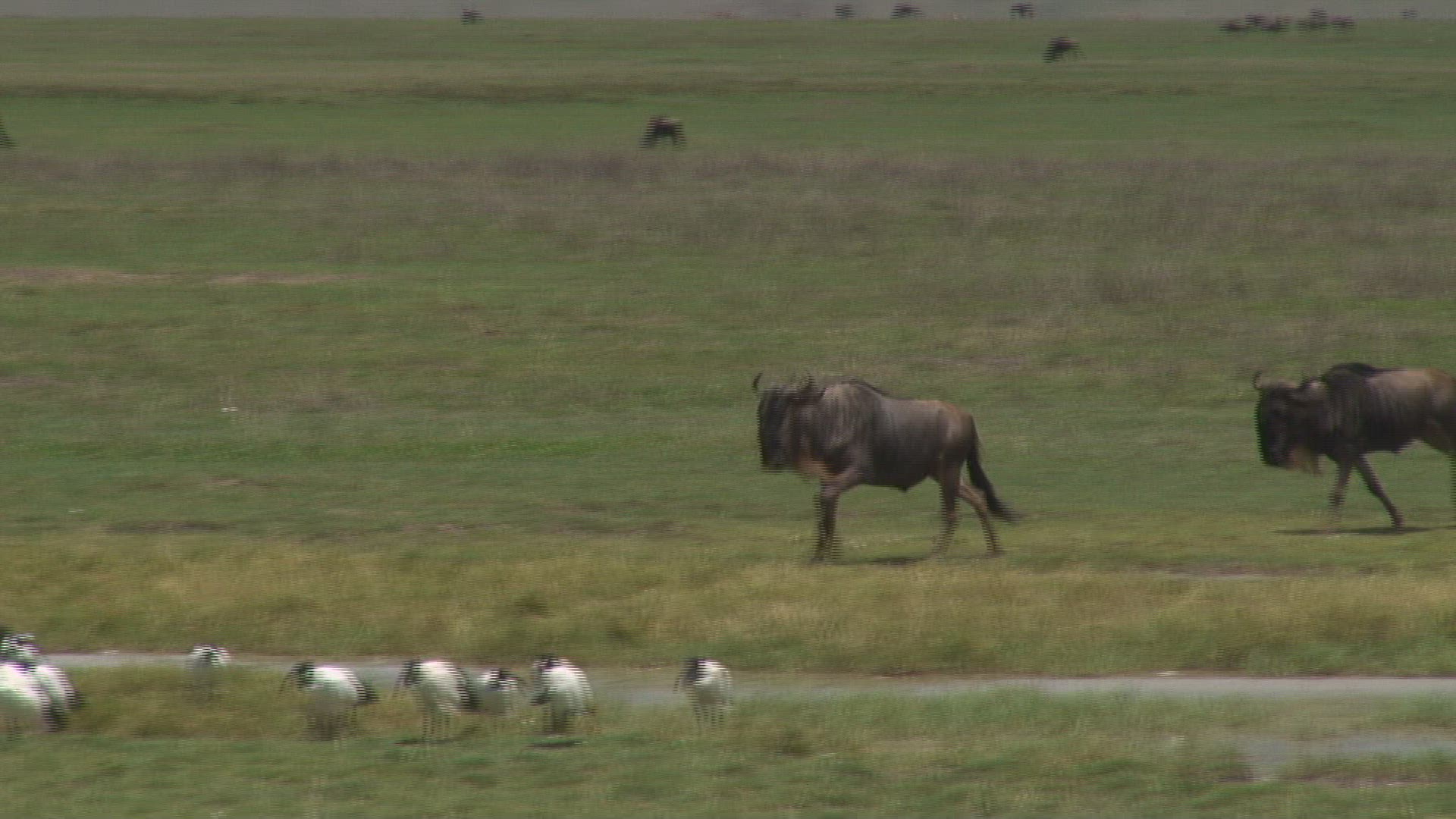 970260380 / Blue Wildebeest / Ngorongoro / Tanzania
