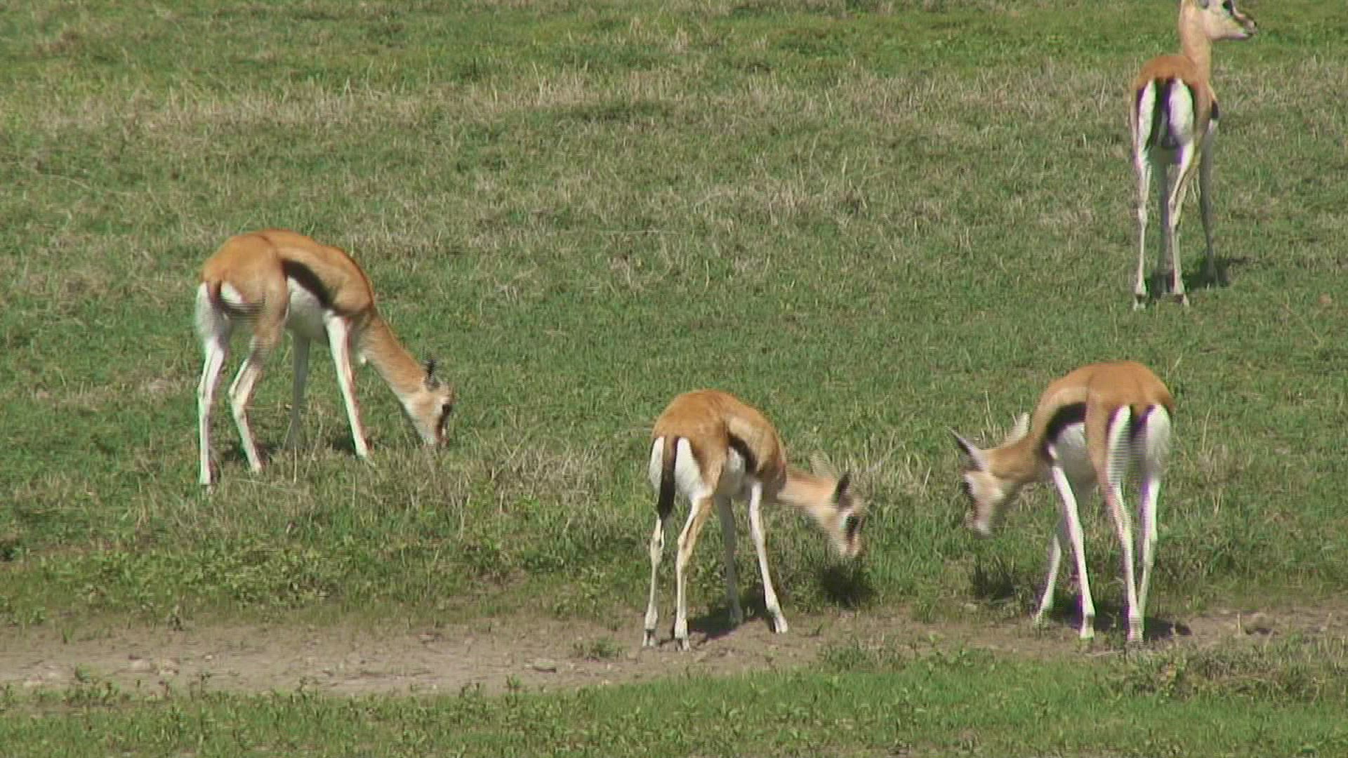 553113829 / Thomson's Gazelle / Ngorongoro / Tanzania