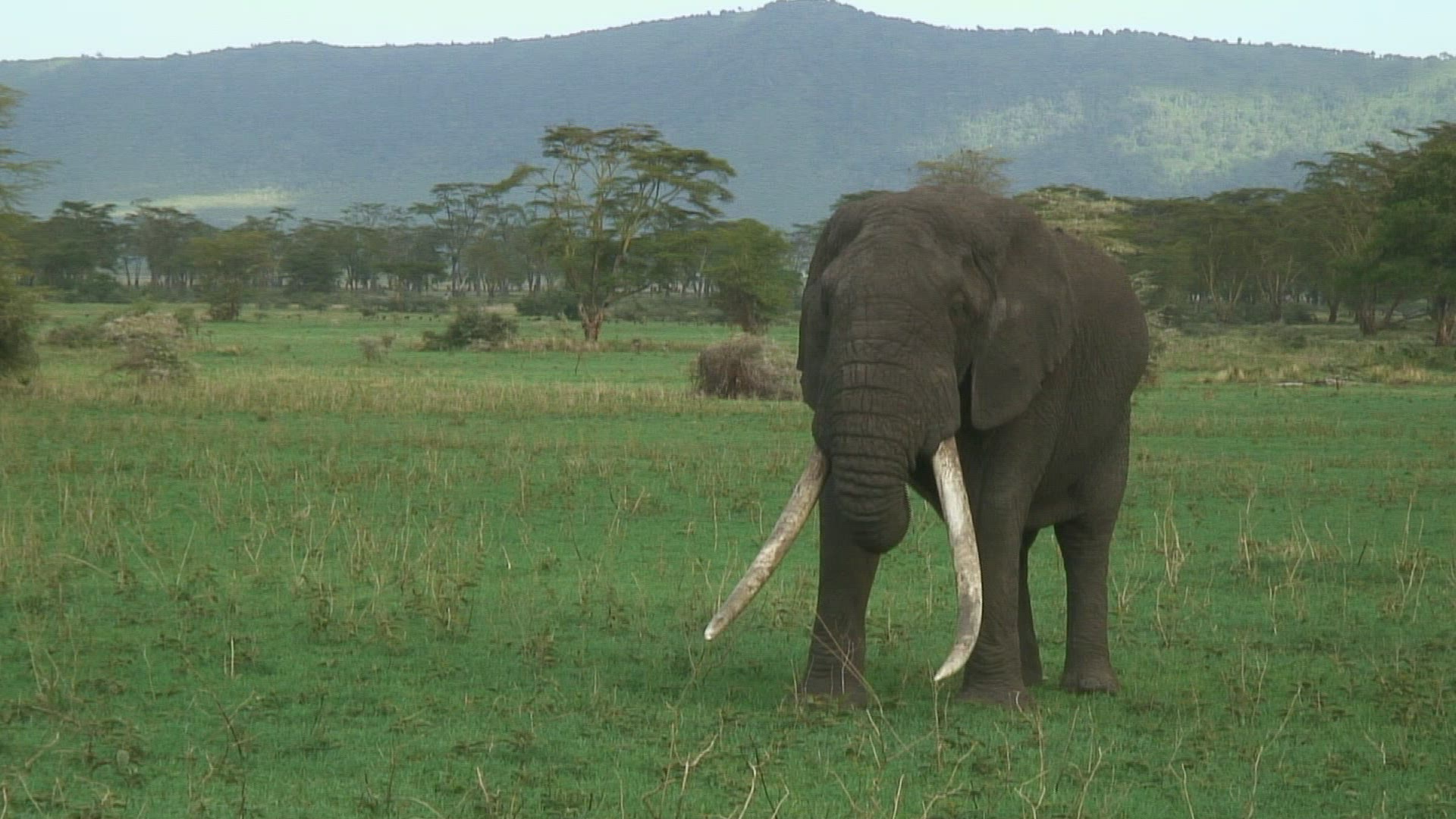 711014688 / African Elephant / Savannah / Tanzania