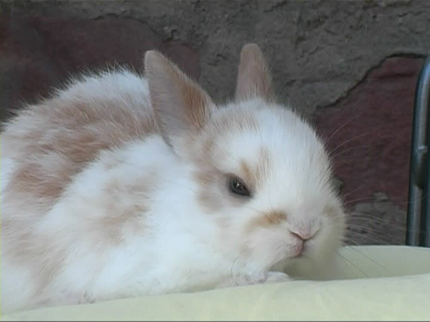 802195584 / Pygmy Rabbit / Girl / Germany