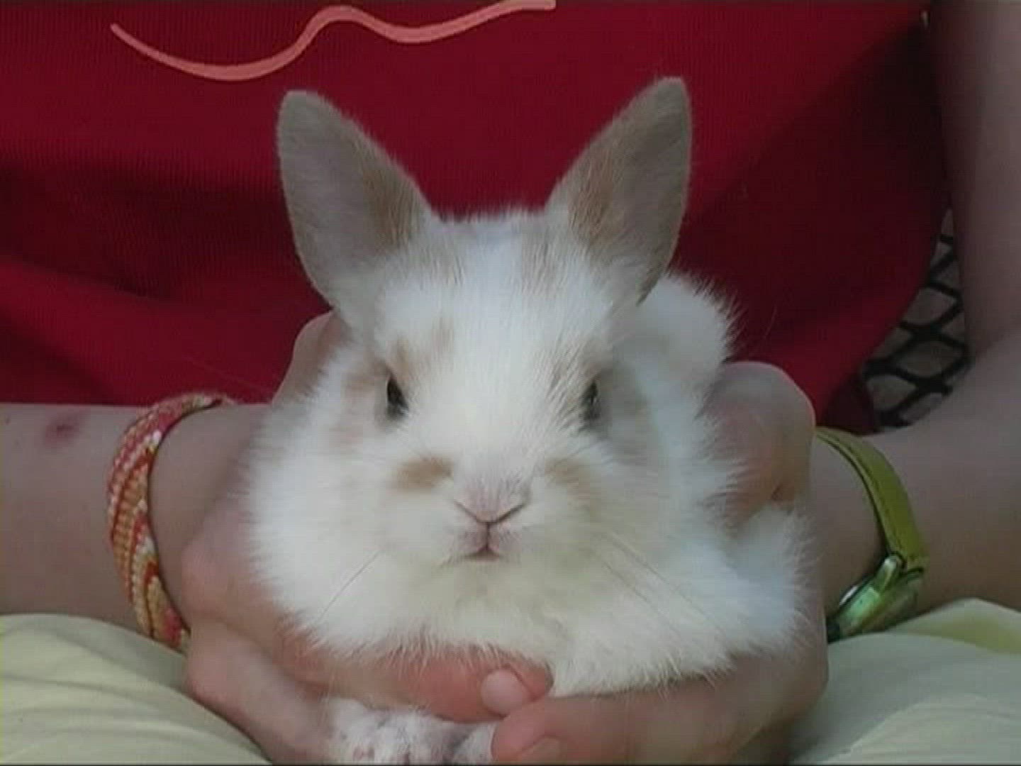 380166727 / Pygmy Rabbit / Girl / Germany